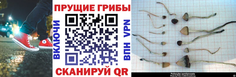 Псилоцибиновые грибы Psilocybe  купить наркотик  KRAKEN ССЫЛКА  Ладушкин 